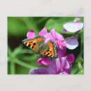 Search for sweet pea flowers postcards Nature