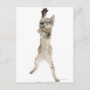 Search for back view postcards Animal