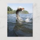 Search for sportsman postcards Fish