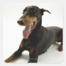 Search for black doberman stickers Animal