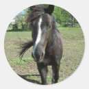 Search for paint horse stickers White