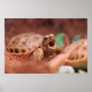 Search for turtle kids posters Animal