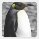 Search for king penguin stickers Cute animals