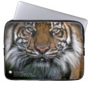 Search for sumatran electronics Wild