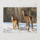 Search for whitetail deer postcards Woods