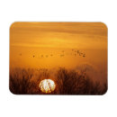 Search for rising sun magnets Bird
