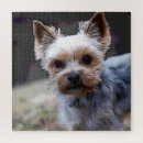 Search for yorkshire terrier puzzles Pet