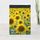 Search for blank sunflower cards Field