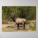 Search for adam jones posters Antlers