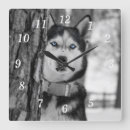 Search for siberian husky posters Blue eyes