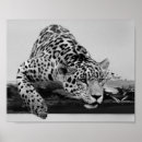 Search for black white leopard print posters Africa