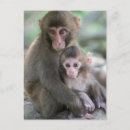 Search for monkey baby postcards Japanese macaque