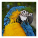 Search for blue and gold macaw posters Animal