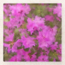 Search for azalea barware Flower