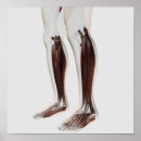 Search for leg muscle art Malleolus