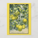 Search for grapefruit postcards Vintage