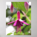 Search for fuschia art Photography