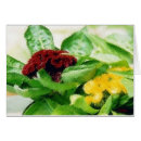 Search for cockscomb Celosia