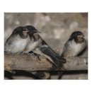 Search for swallows art Cute