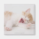 Search for yawning magnets Domestic animals