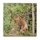 Search for male tiles Elk