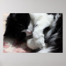 Search for pink nose posters Cat