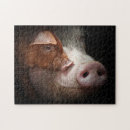 Search for piggy puzzles Piglet