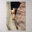 Search for red squirrel posters Nature