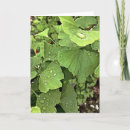 Search for gingko cards Ginkgo