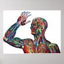 Search for arteries and veins posters Human body