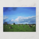 Search for holstein postcards Animal