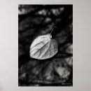 Search for fallen leaf Leaves