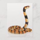Search for cold blooded postcards Reptiles