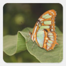 Search for malachite stickers Macro