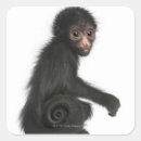 Search for red face stickers Wildlife