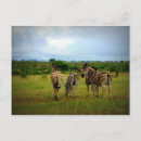 Search for zebra postcards Wildlife