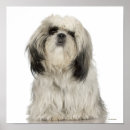 Search for tibetan terrier posters Puppy
