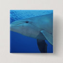 Search for bottlenose badges Habitat