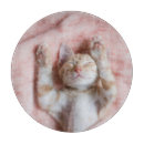 Search for cat cookware Feline