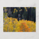 Search for deciduous postcards Colour