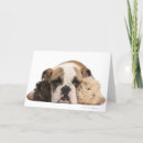 Search for veterinary cards Photography