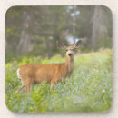 Search for scene coasters Nature