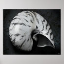 Search for nautilus shell art Marine