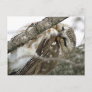 Search for snowing postcards Bird