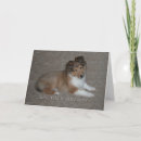 Search for sheltie birthday cards Shetland sheepdog