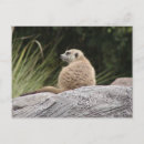 Search for timon Meerkat