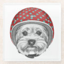 Search for yorkshire coasters Yorkie