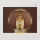 Search for entomology postcards Animal