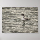 Search for loon posters Animals
