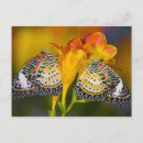 Search for tropical butterfly postcards Wildlife